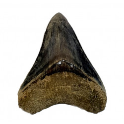 Otodus megalodon (carcharodon megalodon - megaselachus) indonésie 10,2 cm
