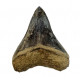 Otodus megalodon (carcharodon megalodon - megaselachus) indonésie 10,2 cm