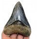Otodus megalodon (carcharodon megalodon - megaselachus) indonésie 10,2 cm
