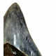 Otodus megalodon (carcharodon megalodon - megaselachus) indonésie 10,2 cm