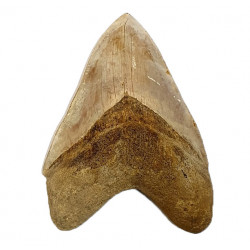 Otodus megalodon (carcharodon megalodon - megaselachus) indonésie 14,5 cm