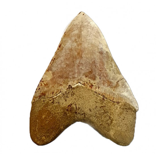 Otodus megalodon (carcharodon megalodon - megaselachus) indonésie 14,5 cm