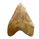 Otodus megalodon (carcharodon megalodon - megaselachus) indonésie 14,5 cm