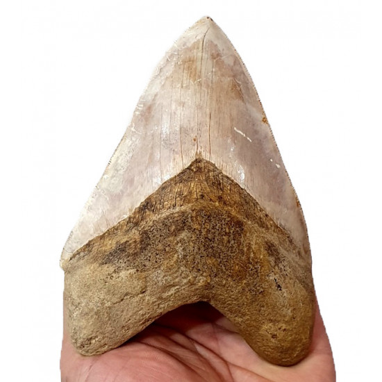 Otodus megalodon (carcharodon megalodon - megaselachus) indonésie 14,5 cm
