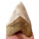 Otodus megalodon (carcharodon megalodon - megaselachus) indonésie 14,5 cm