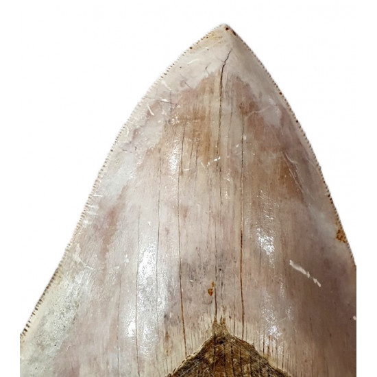 Otodus megalodon (carcharodon megalodon - megaselachus) indonésie 14,5 cm