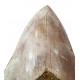 Otodus megalodon (carcharodon megalodon - megaselachus) indonésie 14,5 cm