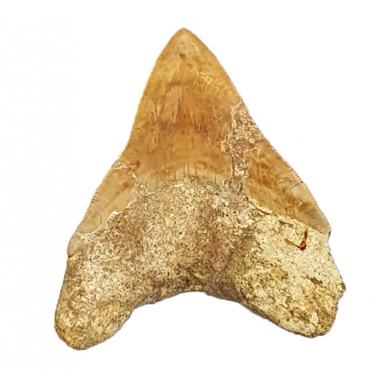 Otodus megalodon (carcharodon megalodon - megaselachus) indonésie 12 cm