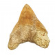 Otodus megalodon (carcharodon megalodon - megaselachus) indonésie 12 cm