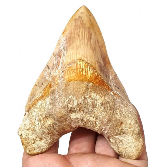Otodus megalodon (carcharodon megalodon - megaselachus) indonésie 12 cm