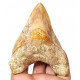 Otodus megalodon (carcharodon megalodon - megaselachus) indonésie 12 cm