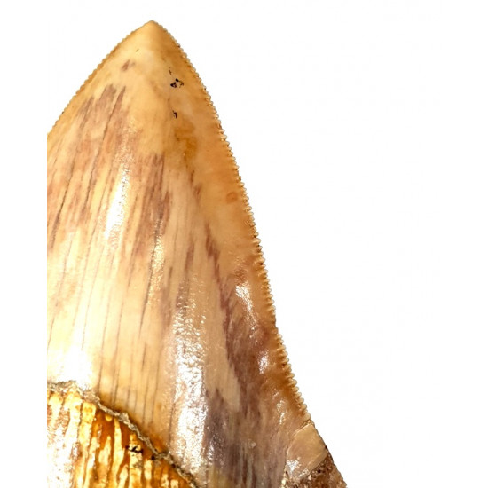 Otodus megalodon (carcharodon megalodon - megaselachus) indonésie 12 cm