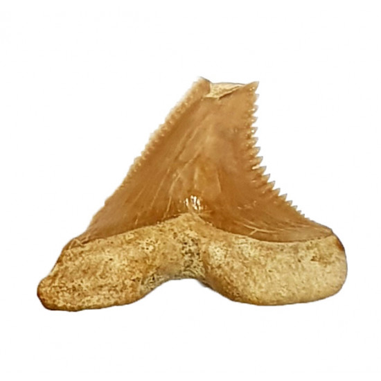hemipristis serra indonesia