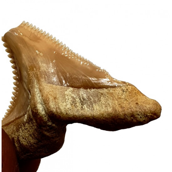 hemipristis serra indonesia