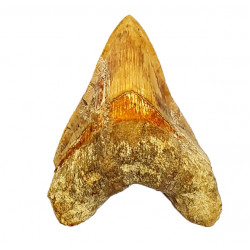Otodus megalodon (carcharodon megalodon - megaselachus) indonésie 12 cm
