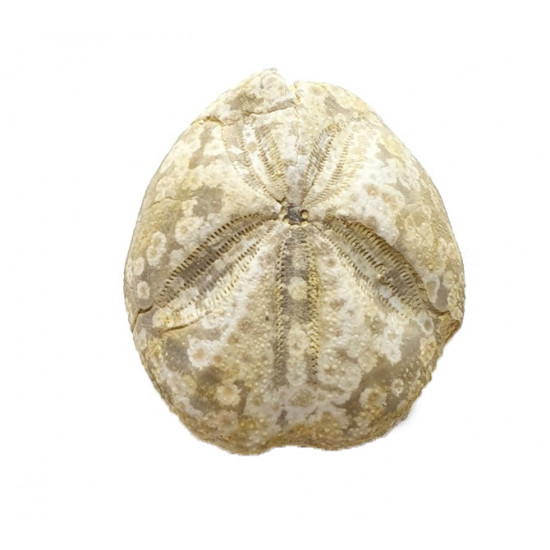 Mecaster batnensis