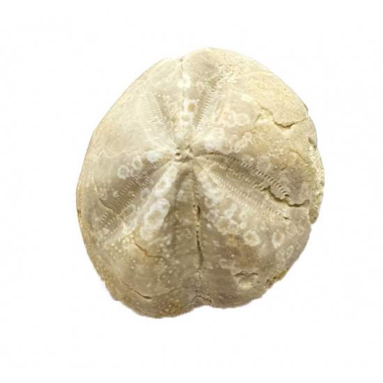 Mecaster batnensis