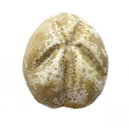 Mecaster batnensis
