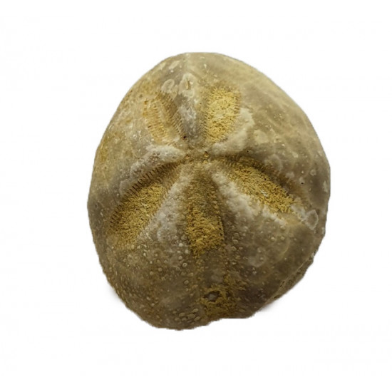 Mecaster batnensis