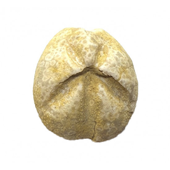 Mecaster batnensis
