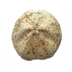 Mecaster batnensis