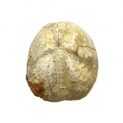 Mecaster batnensis
