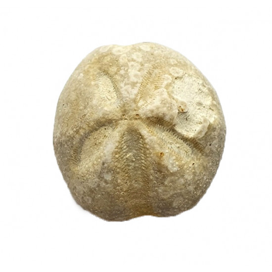 Mecaster batnensis