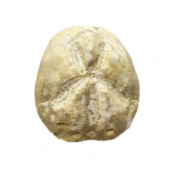 Mecaster batnensis