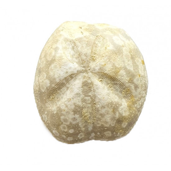Mecaster batnensis