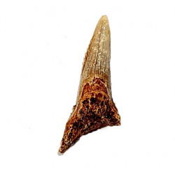 hemipristis serra indonesia