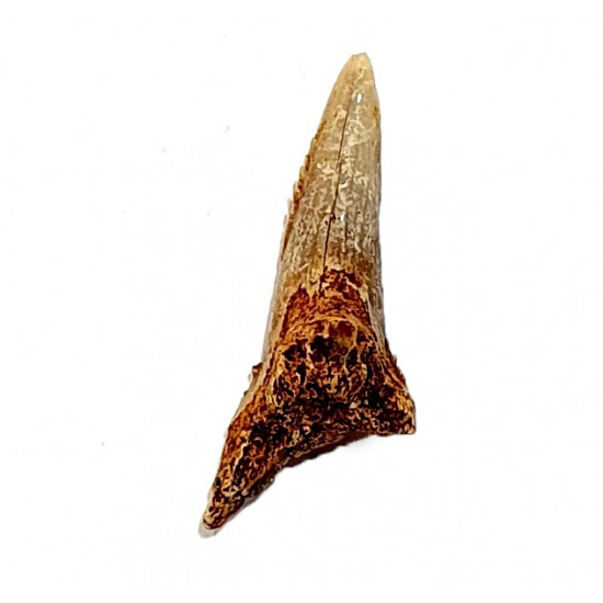 hemipristis serra indonesia