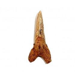 hemipristis serra indonésie