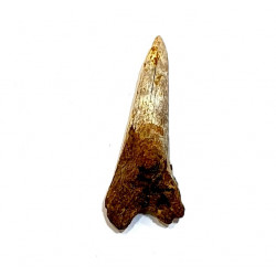 hemipristis serra indonésie