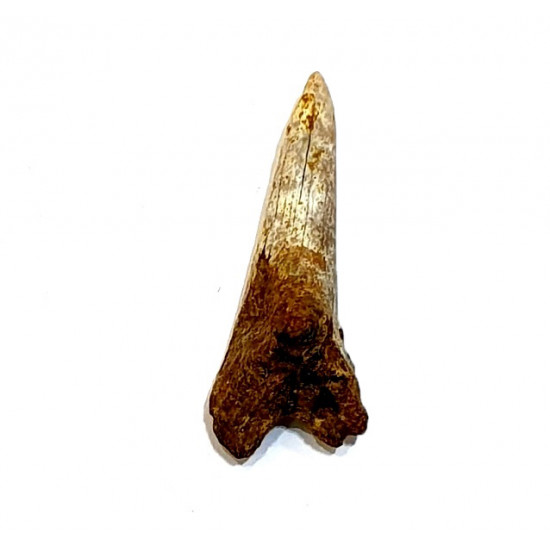 hemipristis serra indonésie