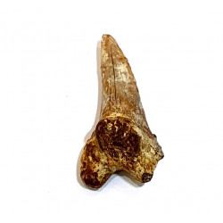 hemipristis serra indonésie