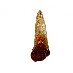hemipristis serra indonésie