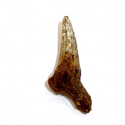 hemipristis serra indonésie