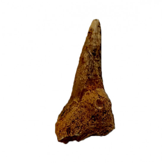 hemipristis serra indonésie