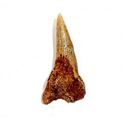 hemipristis serra indonésie