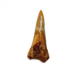 hemipristis serra indonésie