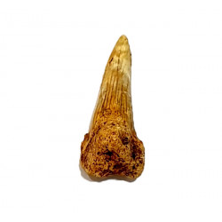 hemipristis serra indonesia