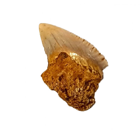 galeocerdo cuvieri indonesia
