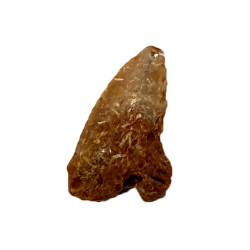 hemipristis serra indonesia