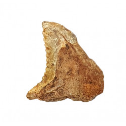 hemipristis serra indonésie