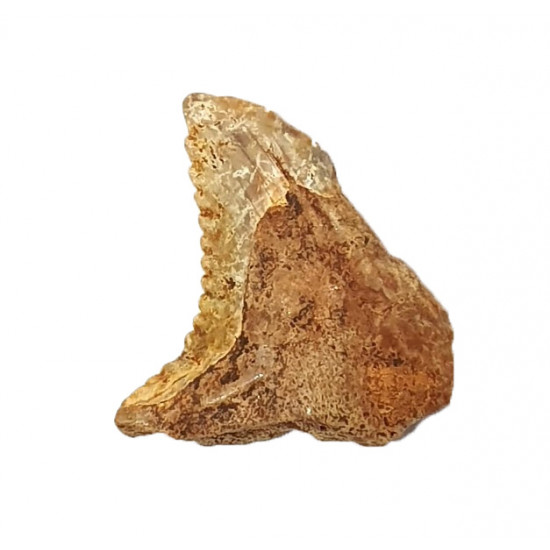 hemipristis serra indonésie