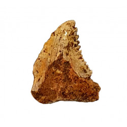 hemipristis serra indonesia