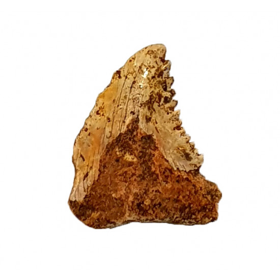 hemipristis serra indonesia