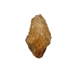 hemipristis serra indonésie
