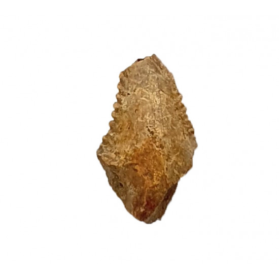 hemipristis serra indonesia