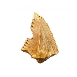 hemipristis serra indonésie